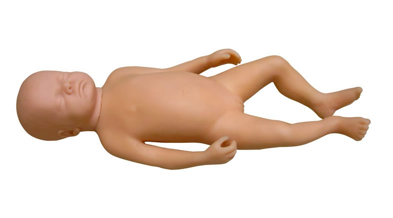 高級足月胎兒模型