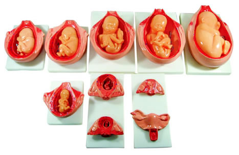 高級胎兒妊娠發育過程模型