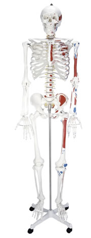 人体骨骼半边肌肉着色模型