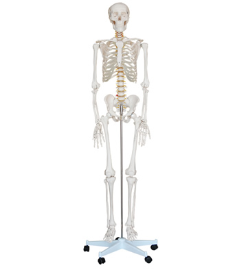 女性全身骨骼模型