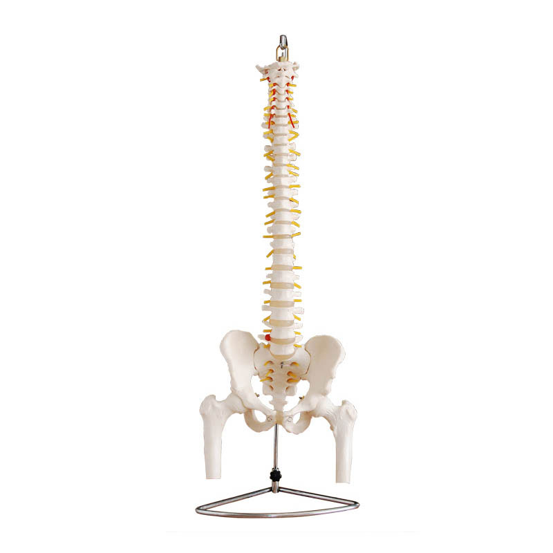 自然大脊椎附盆骨带半腿骨模型