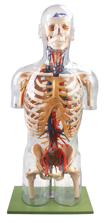 透明半身軀干附主要血管神經模型