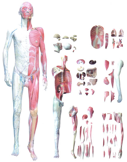 人體層次解剖模型