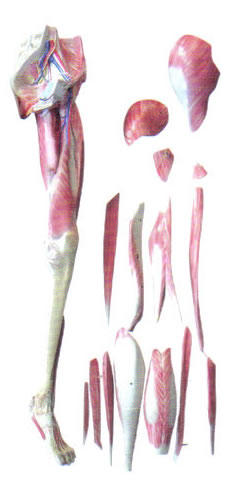 下肢層次解剖模型