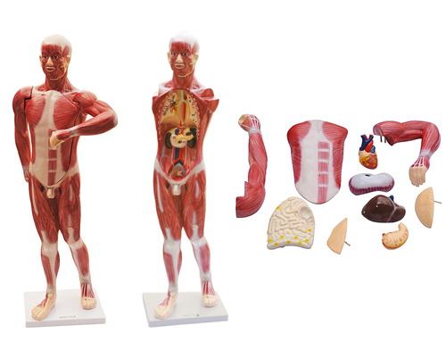 人體肌肉及胸腹腔臟器解剖模型