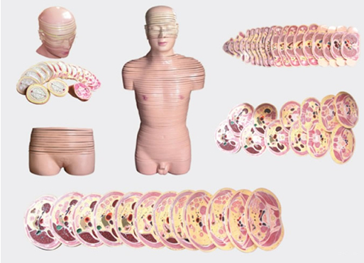 人體頭頸軀干橫斷斷層解剖模型