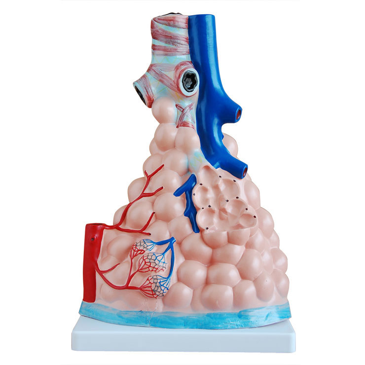 肺泡放大模型
