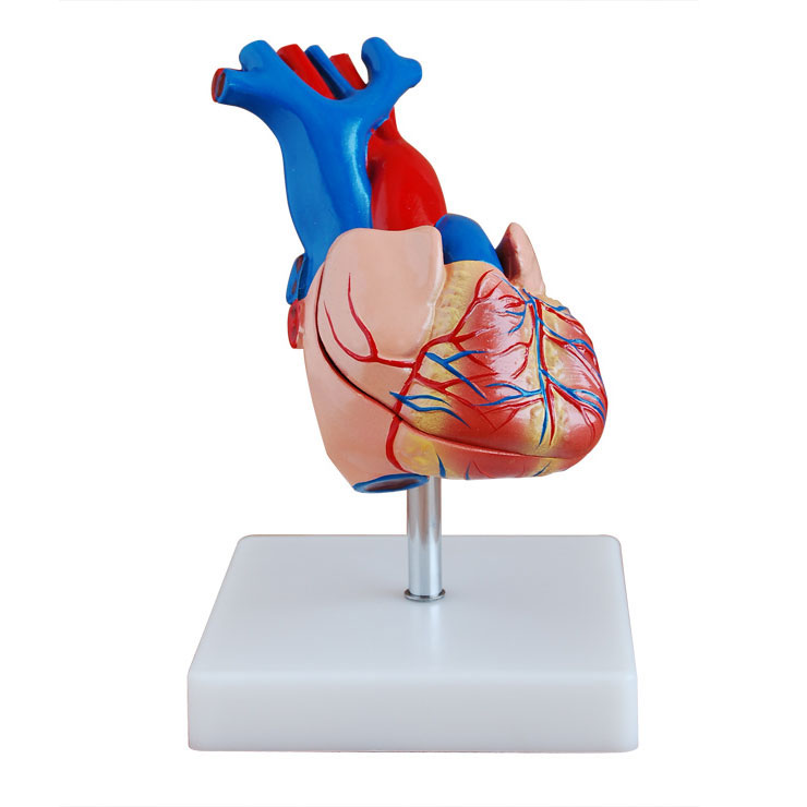 自然大心臟解剖模型