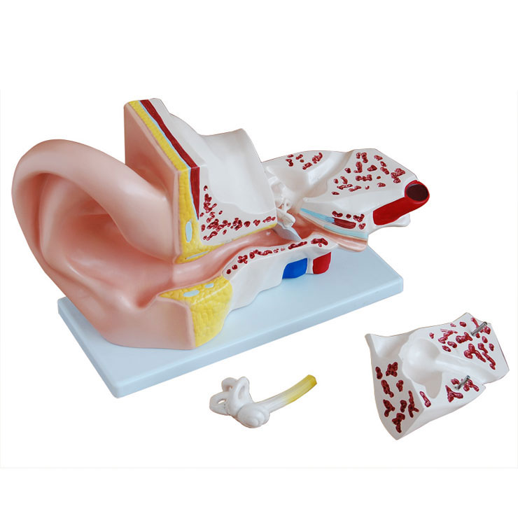 大耳解剖模型
