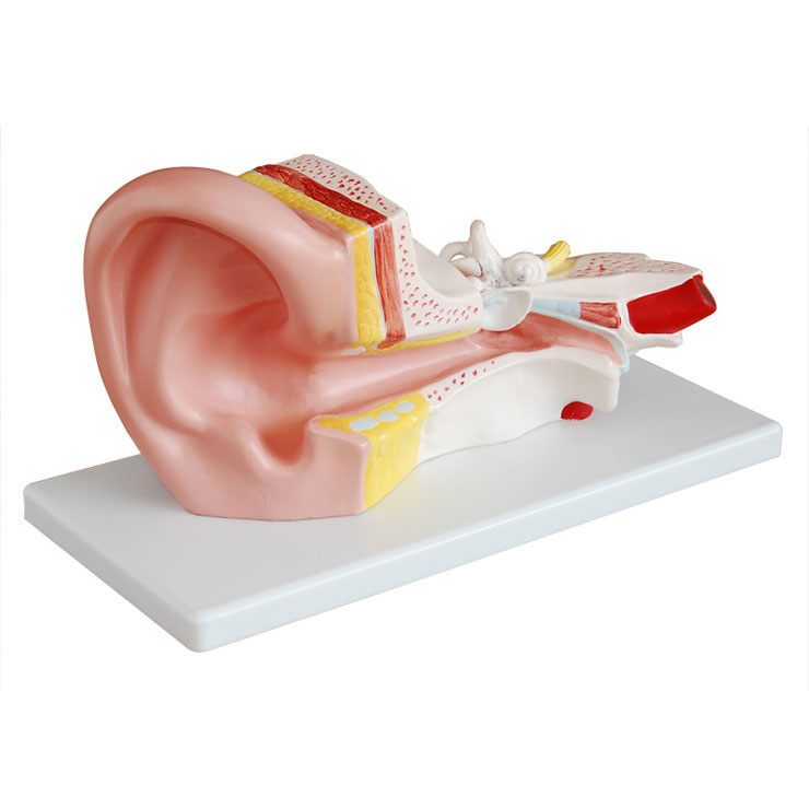 中耳解剖放大模型