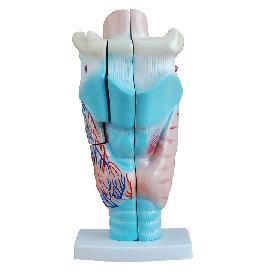 喉頭解剖模型