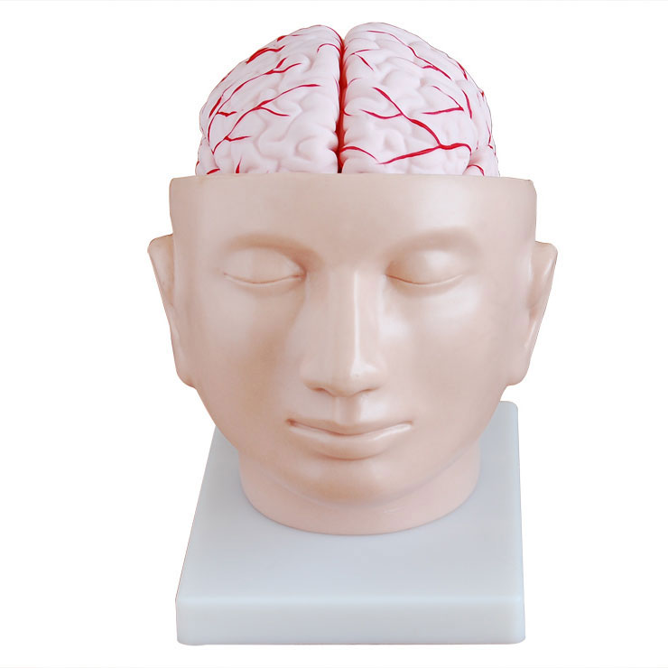 头部附脑动脉模型