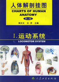 人體解剖掛圖運動系統