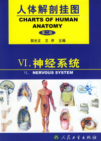 人體解剖掛圖 神經系統