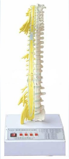 脊柱骨與脊神經關系電動模型