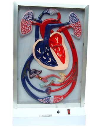 心臟博動與血液循環電動模型