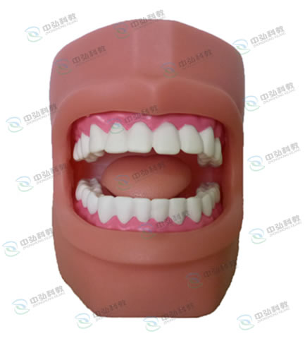 牙護理保健模型（帶臉頰）
