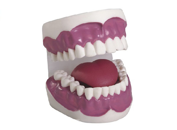 牙護理保健模型