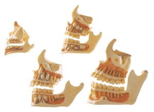 牙與頜骨的發育模型