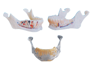 下颌骨解剖模型