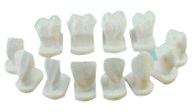 牙体形态模型