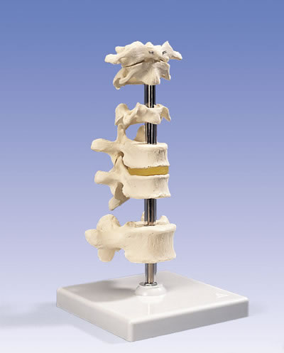 6块椎骨模型
