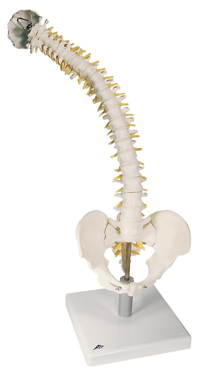 带有软椎间盘活动性脊柱模型