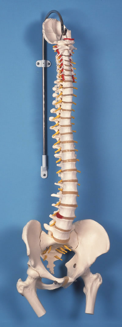 带股骨头的经典活动脊柱模型