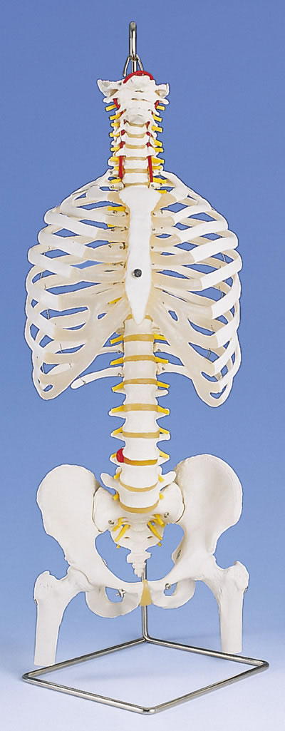 带肋骨和股骨头的经典灵活脊柱模型