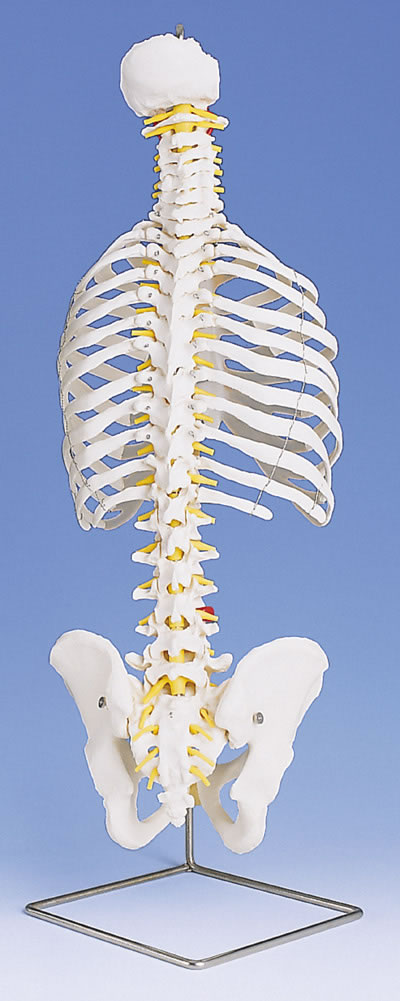 带肋骨经典活动脊柱模型
