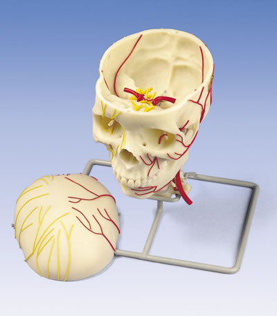 神经血管颅模型