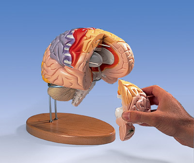 神经解剖脑模型 4部分 中文标注