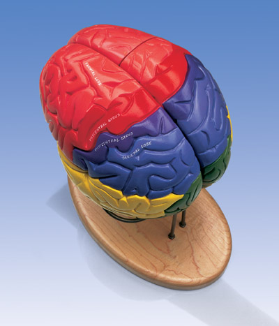 局部脑模型 4部分