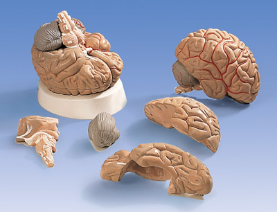 脑及动脉模型 5部分
