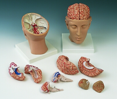豪华型脑模型带颅底动脉 8部分