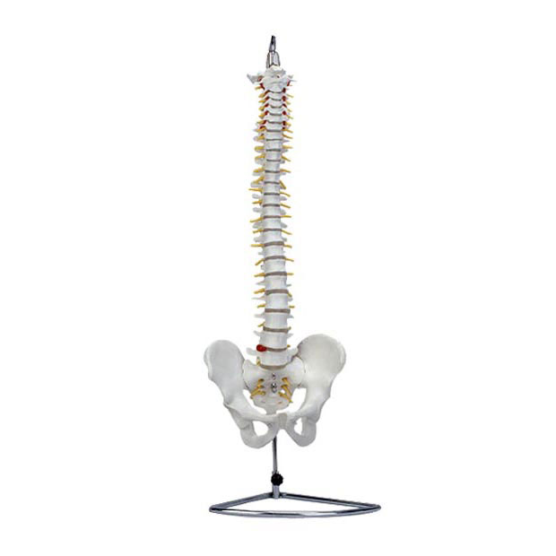 高级自然大脊柱骨带盆骨模型