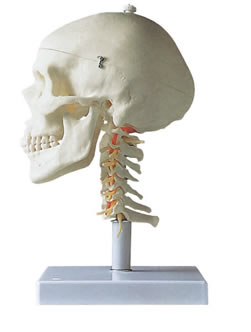 头颅骨带脊椎模型