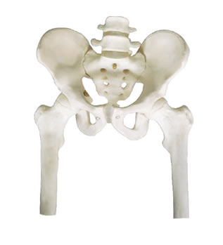 骨盆带两节腰椎附半腿骨模型
