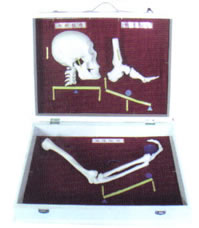 人体骨杠杆分类模型
