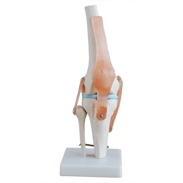 膝关节附韧带模型