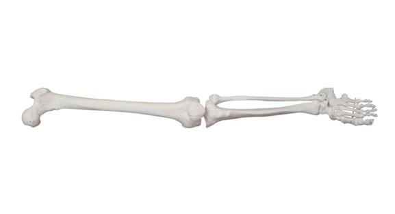 自然大下肢骨模型