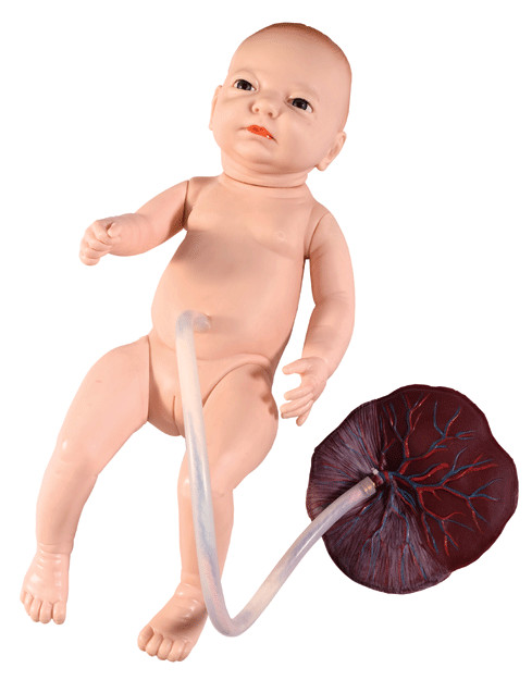 高級新生兒臍帶護理模型