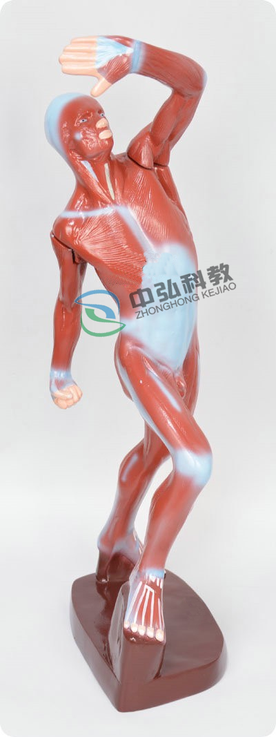 人體淺層運動肌肉解剖模型