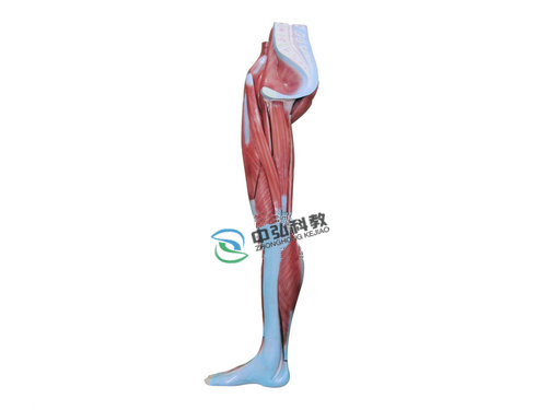 下肢肌肉解剖模型