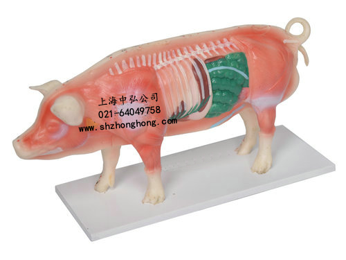 豬體針灸模型