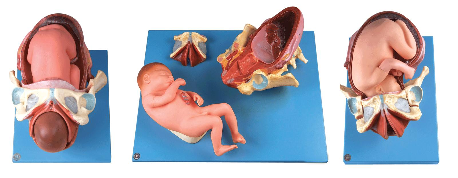 足月胎兒分娩過程模型