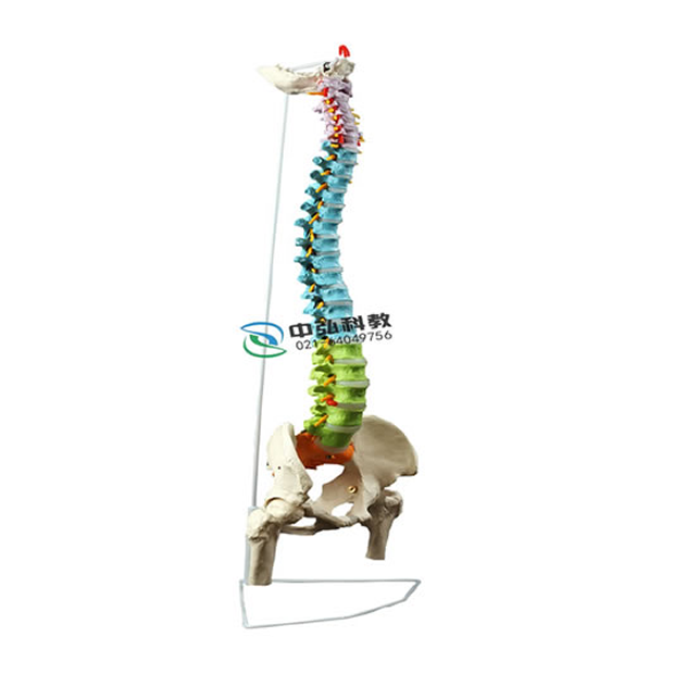 彩色自然大脊椎附骨盆和半腿骨模型