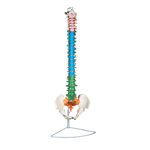 彩色自然大脊椎带骨盆模型
