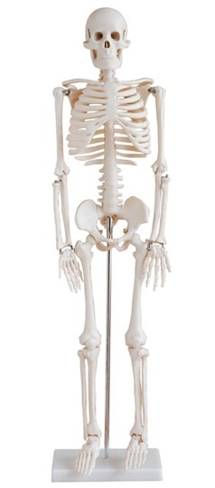 85cm人體骨骼模型
