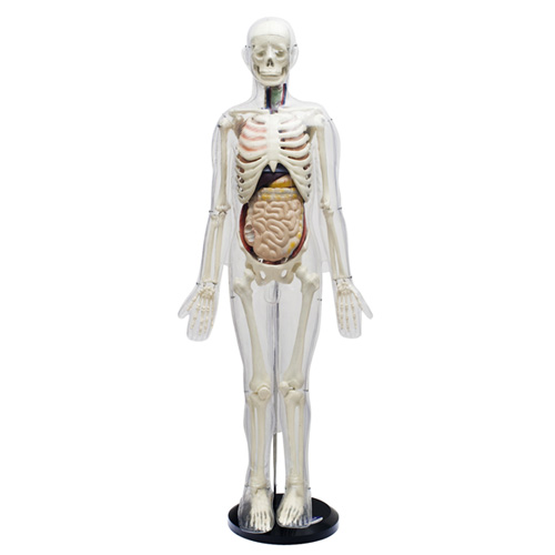 85cm人体骨骼与内脏关系模型